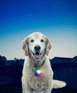 NITE IZE SpotLit&trade; LED Collar Light - Disc-O Select&trade; -OUTDOOR LIVING Store 19273648 8 1500.26102018113506