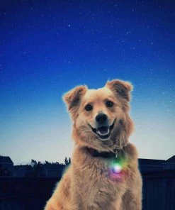 NITE IZE SpotLit&trade; LED Collar Light - Disc-O Select&trade; -OUTDOOR LIVING Store 19273648 9 1500.26102018120014