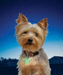 NITE IZE PetLit LED Collar Light, Lime Jewel -OUTDOOR LIVING Store 19495233 5 1500.25022019030221