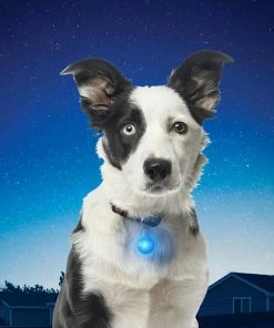 NITE IZE SpotLit&trade; Collar Light, Blue Plastic -OUTDOOR LIVING Store 19495241 4 1500.25022019030232