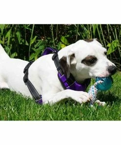 BAY DOG Buoy Ball Dog Toy -OUTDOOR LIVING Store 20247201 2 v2