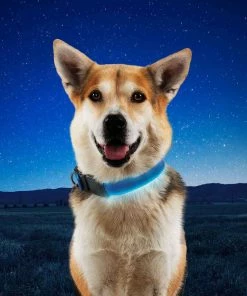 NITE IZE NiteDog&trade; Rechargeable LED Dog Collar, Medium -OUTDOOR LIVING Store 20337325 7 1500.27072021013352